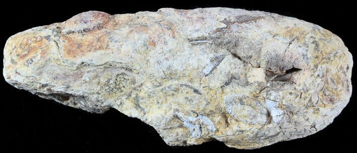 Fish Coprolite (Fossil Poo) - Kansas #49350